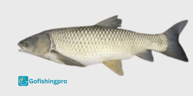 Grass Carp